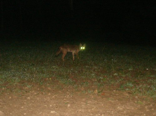 08 Coyote