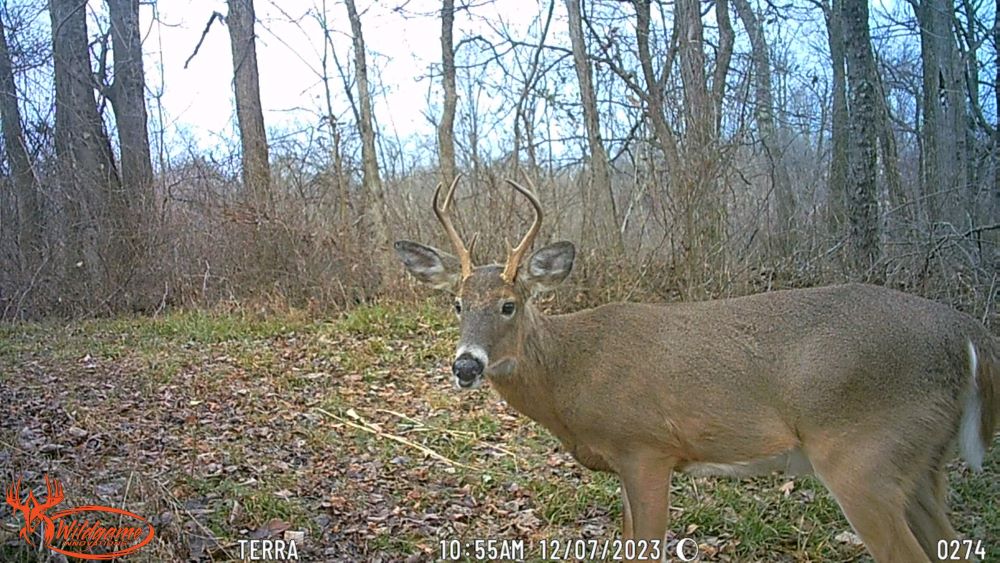 2023 six point buck