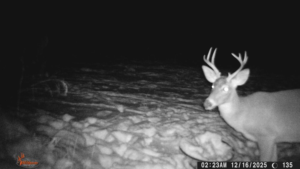 2025 Nine Point Buck