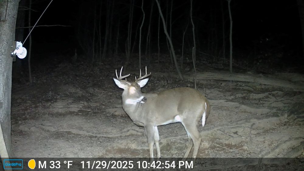 2025 Short Brow Eight