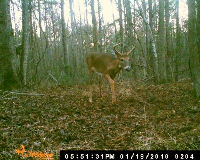 5 pointer standing tall