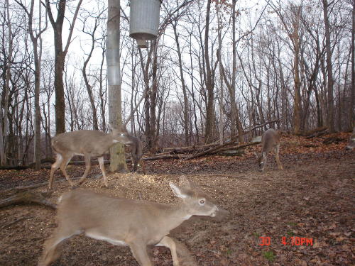 Whitetail deer in action Whitetail deer in action