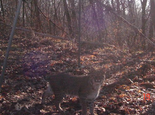 Afternoon bobcat