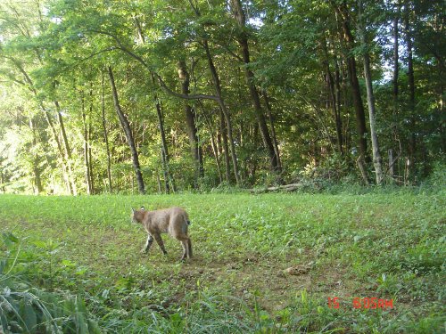 Bobcat in alfa rack food plot