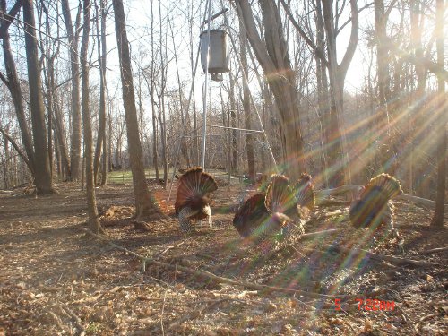Strutting Gobblers