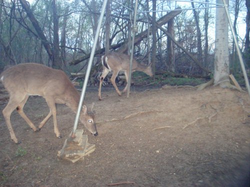 Whitetail Buck