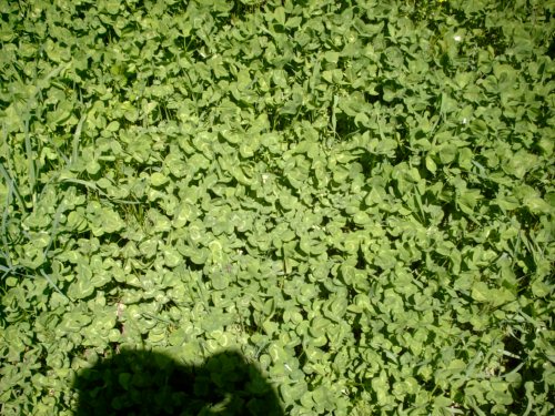 Imperial Whitetail Clover