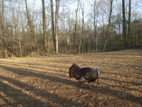 Turkey Gobbler