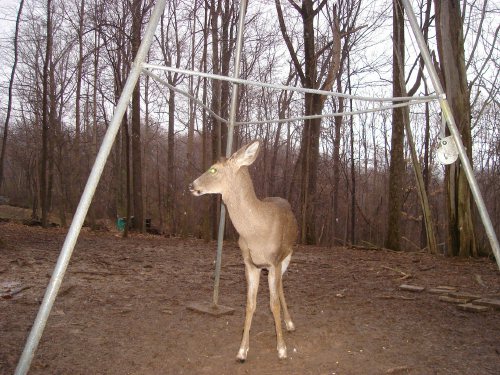 Buck with white feet