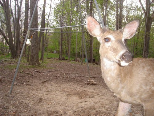 Buck close up