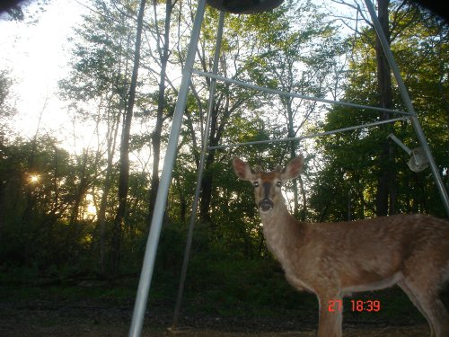 Buck at sunset