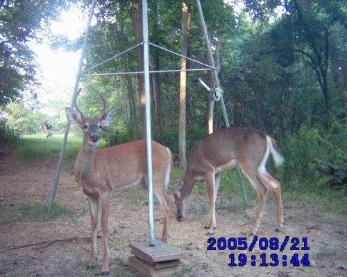 spike buck