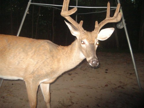 Eight point buck