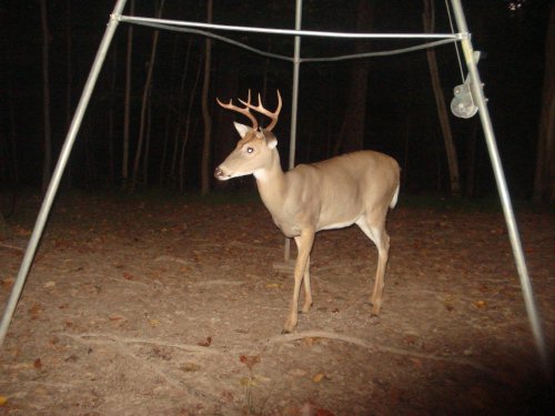 Six point buck