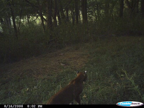 August bobcat picture