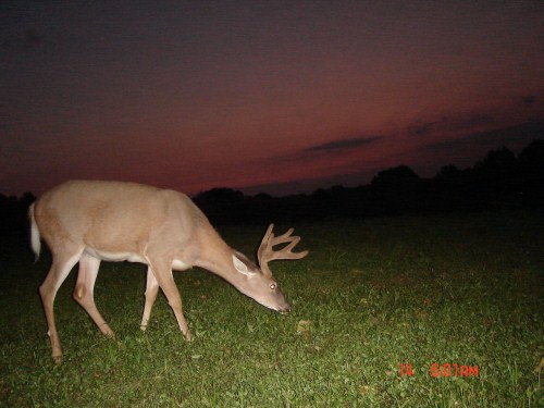 Crab Claw Buck