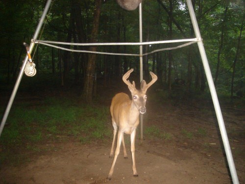 Seven point buck
