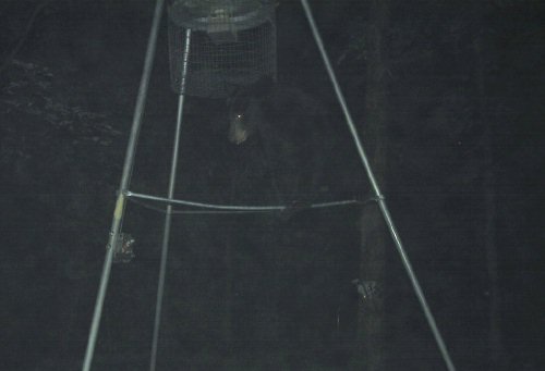 balancing black bear