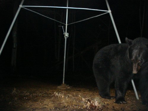 Big Black Bear