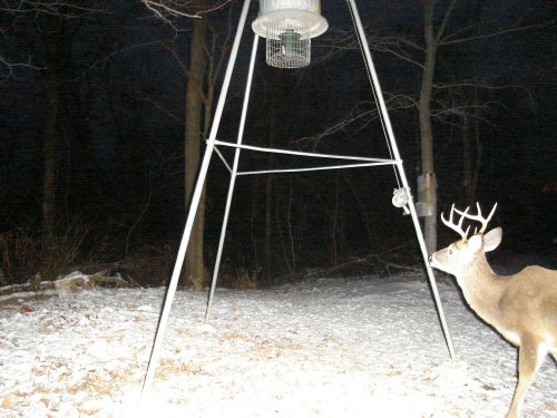 Bigfoot SLE deer picture