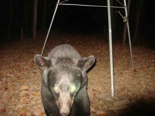 Black Bear Nov 7