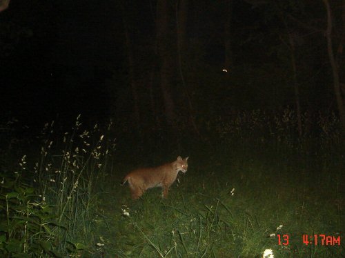 Bobcat