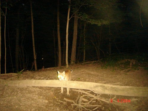 Bobcat at a mineral lick