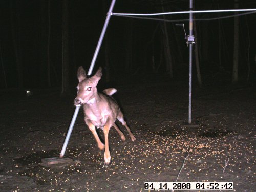 Bobcat chasing a deer
