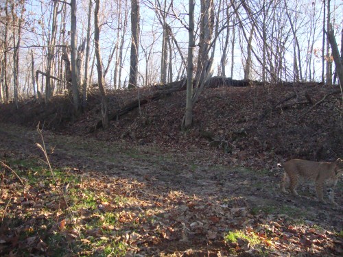 Dec 2012 Bobcat Picture