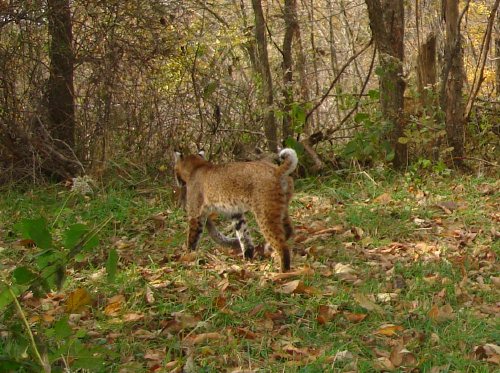 Bobcat with squirrel