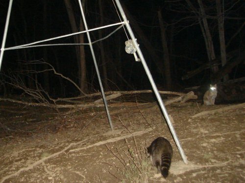 A bobcat and a raccoon