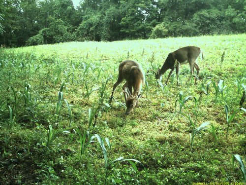 Bushnell Trailscout 3.0 - 2 bucks