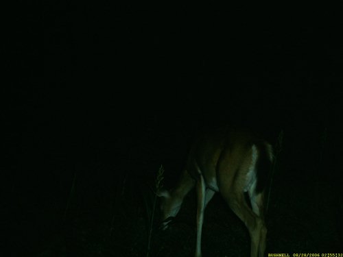 Busnell Trailscout 3.0 picture at dark