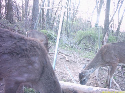 blue tint bushnell picture
