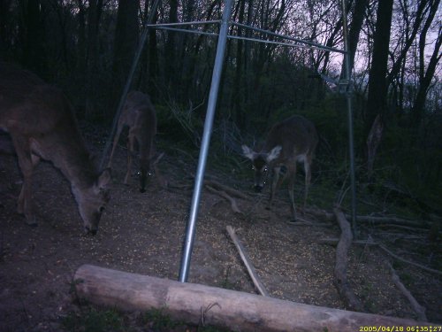 bushnell picture at dawn