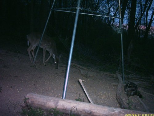bushnell picture at dusk