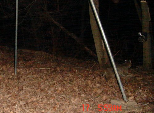 Camera bobcat