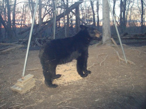 Corn fed bear