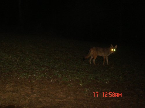 Coyote Picture