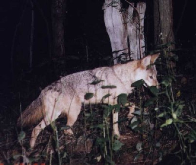 Coyote