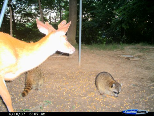 Cuddeback Expert Picture 1