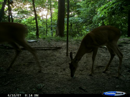Cuddeback Expert Picture 2