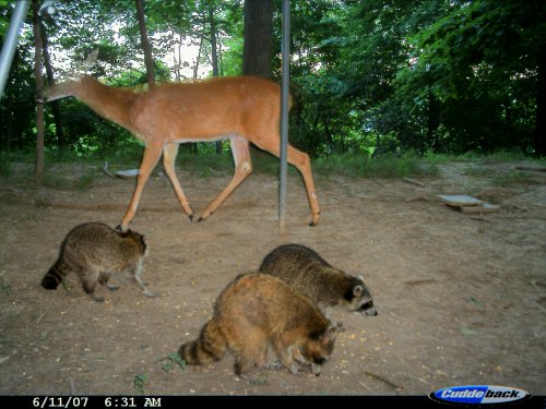 Cuddeback Expert Picture