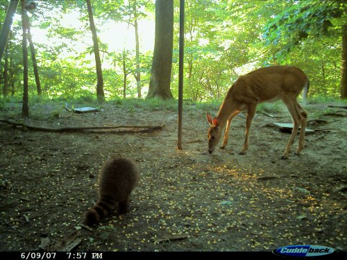 Cuddeback Expert Picture 4