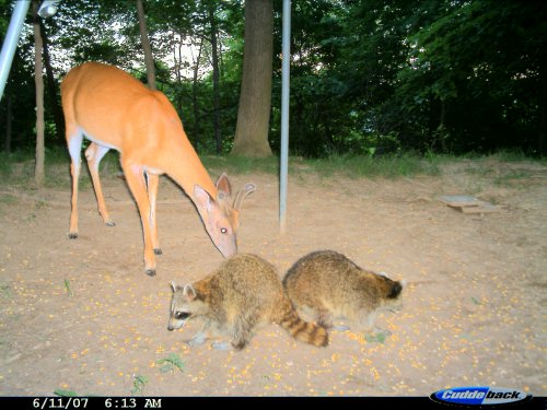 Cuddeback Expert Picture 5