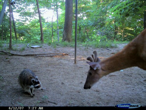 Cuddeback Expert Picture 6