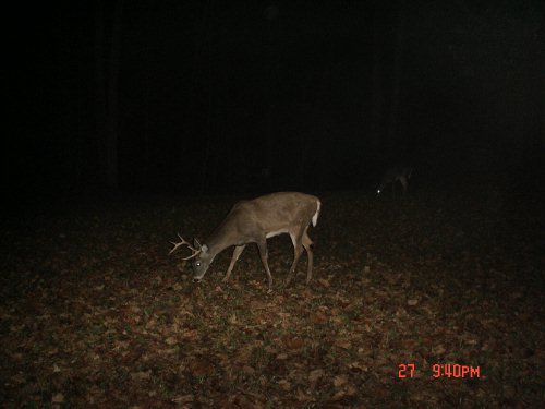 Eight point buck