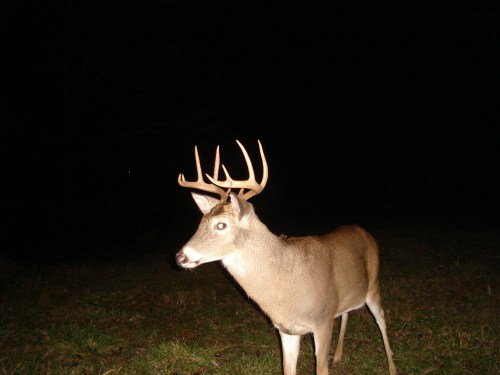 December 5th Whitetail Photographs