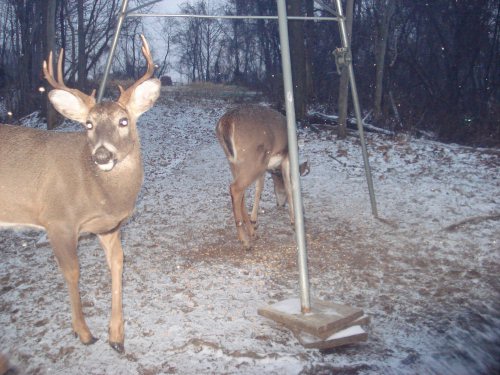 Eight point buck