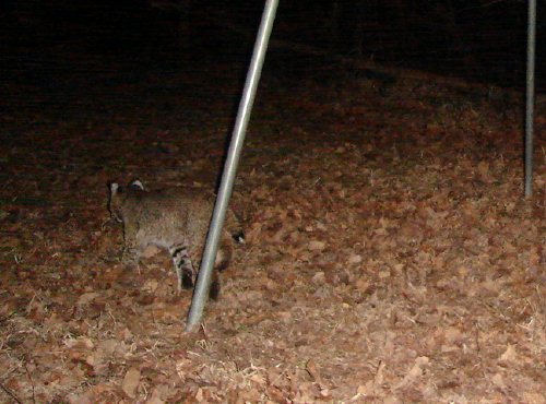 December bobcat